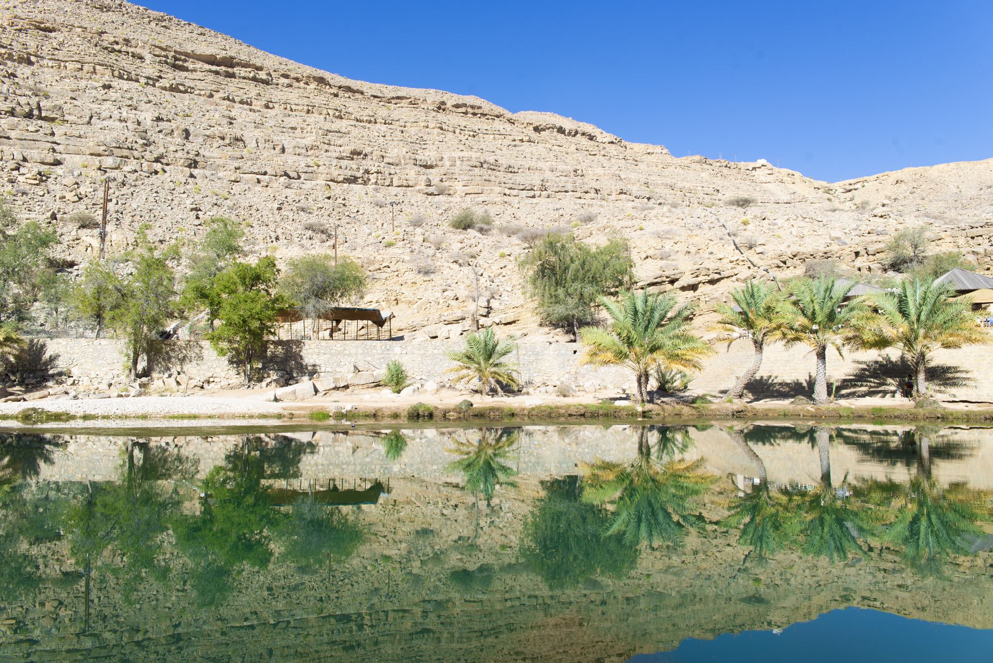 Helder groen water met palmbomen in Wadi Bani Khalid